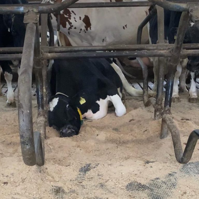 Wir rauen Laufflächen mit entspannten Tieren im stall auf Kuh liegt entspannt auf dem Boden zwischen anderen Kühen in einem Stall.