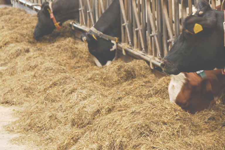 Grundfutter und TS Trockenmasse Bestimmung auf dem Futtertisch Grundfutter und TS Bestimmung auf dem Futtertisch. Ein einfaches und schnelles System für eine optimale Futteraufnahme