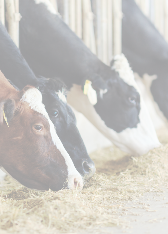 Milchkühe fressen TMR Kühe am Futtertisch die eine TMR fressen