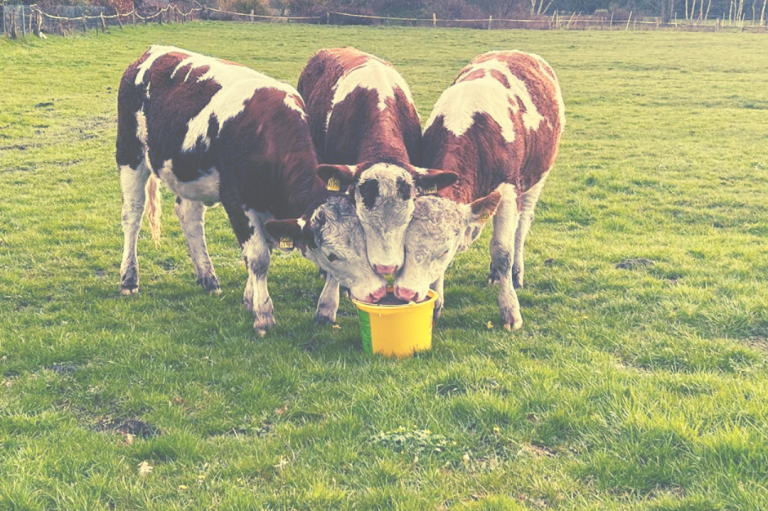Spaltenboden aufrauen im Kuhstall.Wir sanieren deine glatten Laufgänge im Stall durch Stallservice Kück aufrauen lassen Spaltenboden und Laufflächen Sanieren mit Diamantscheiben für rutschfeste und sichere Laufwege im Stall